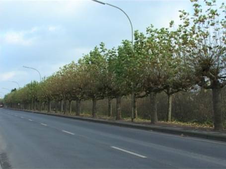 Wesel-Büderich : Weseler Straße, Platanenallee
